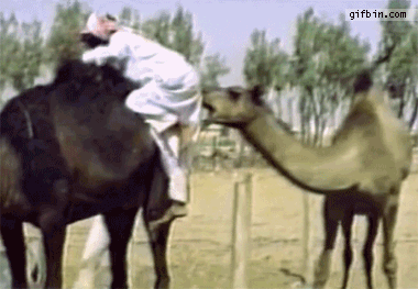 a97644_nf00334973-3.gif
