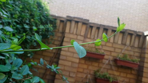 گاهی ...