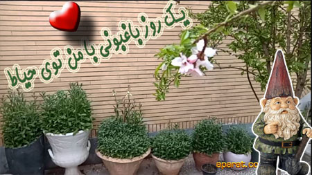شب بو