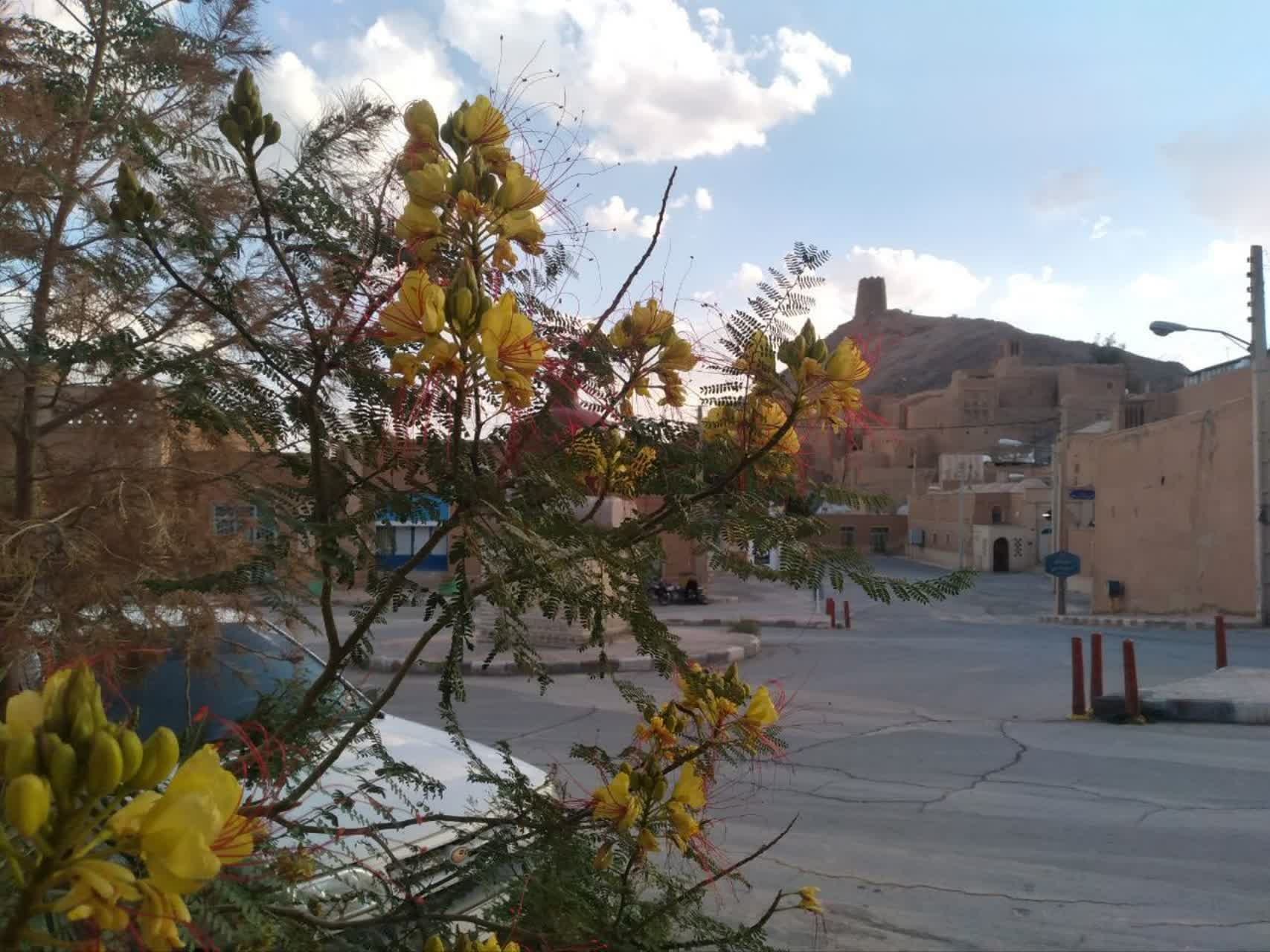 انارک شهر زیبای خدا 